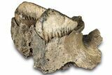 Woolly Mammoth Jaw Section w/ Molars - North Sea #298454-4